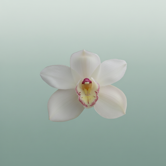 Orchid Cymbidium Antonella