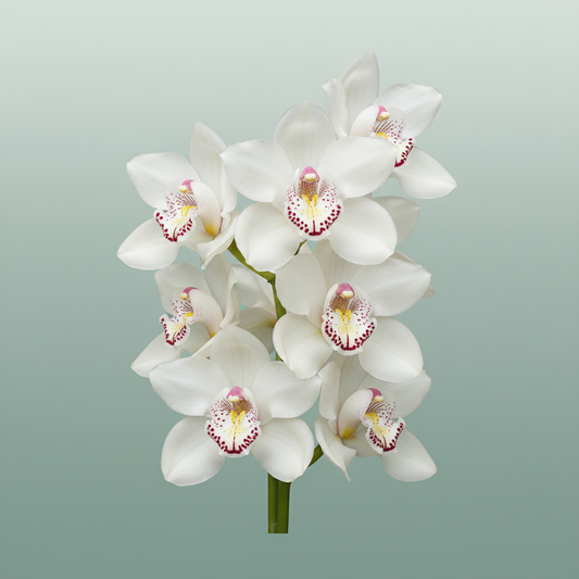 Orchid Cymbidium No 60