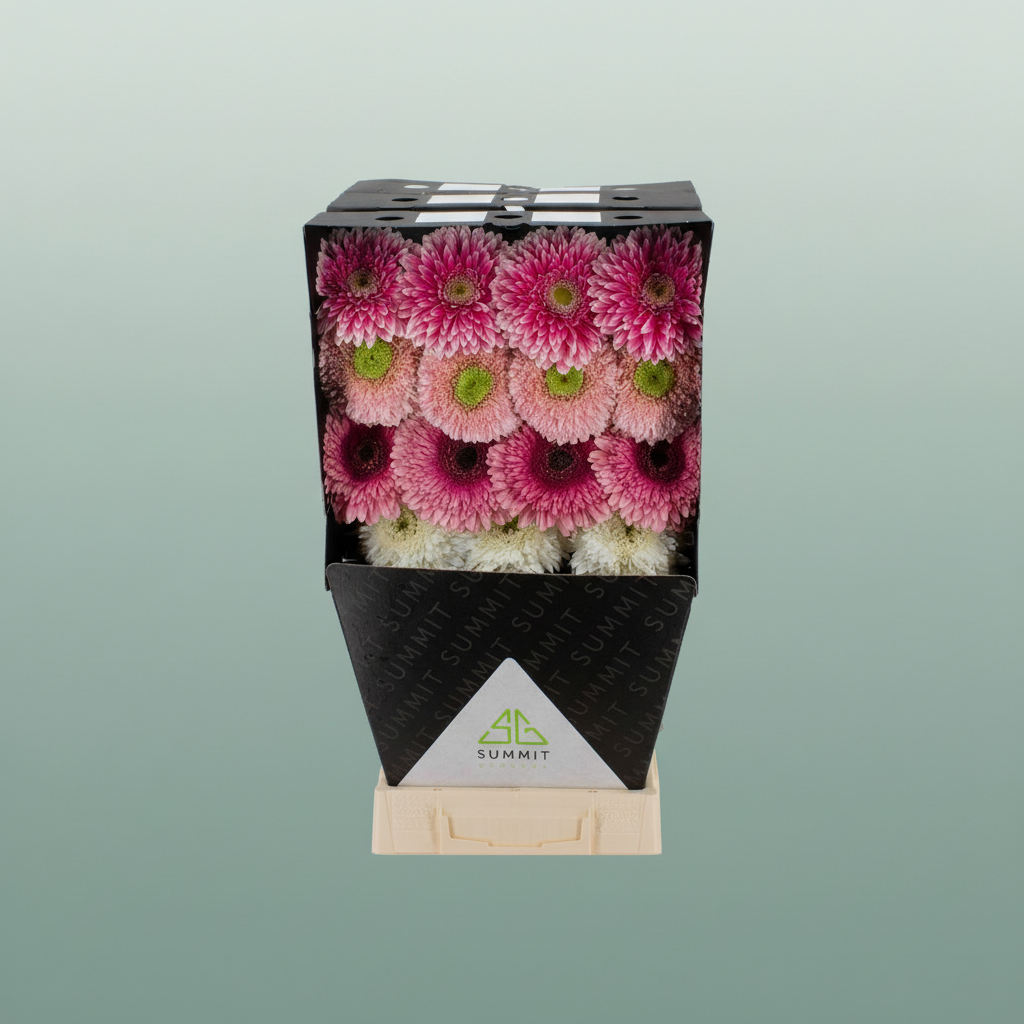 Gerbera Mixed Ball