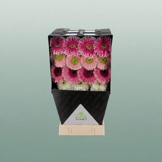 Gerbera Mixed Ball