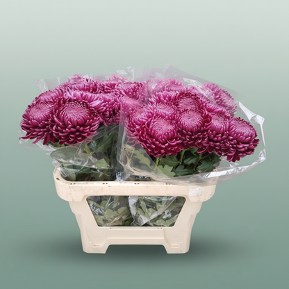 Chrysanthemum G Bigoudi Purple