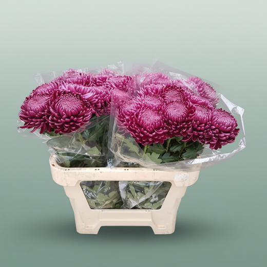 Chrysanthemum G Bigoudi Purple