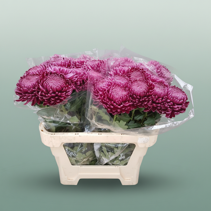 Chrysanthemum G Bigoudi Purple