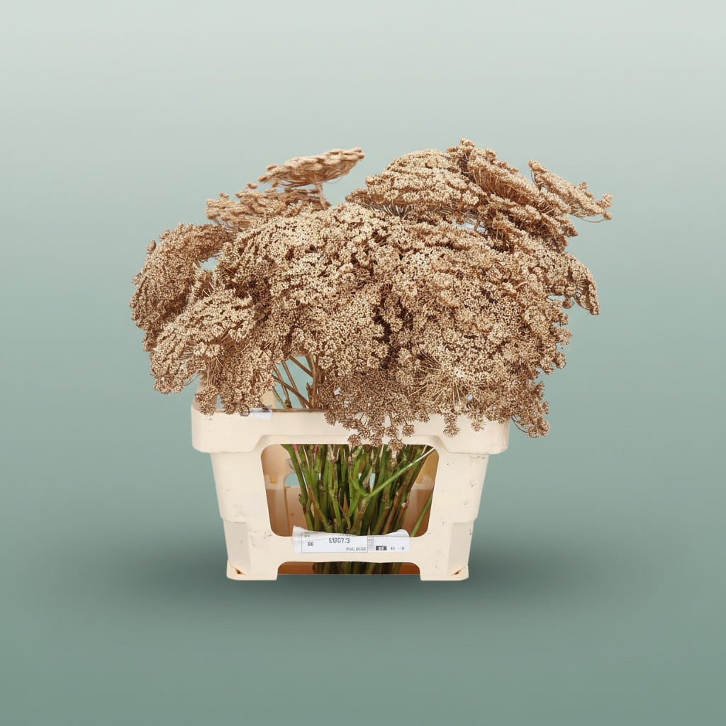 Ammi Dyed Antique Gold