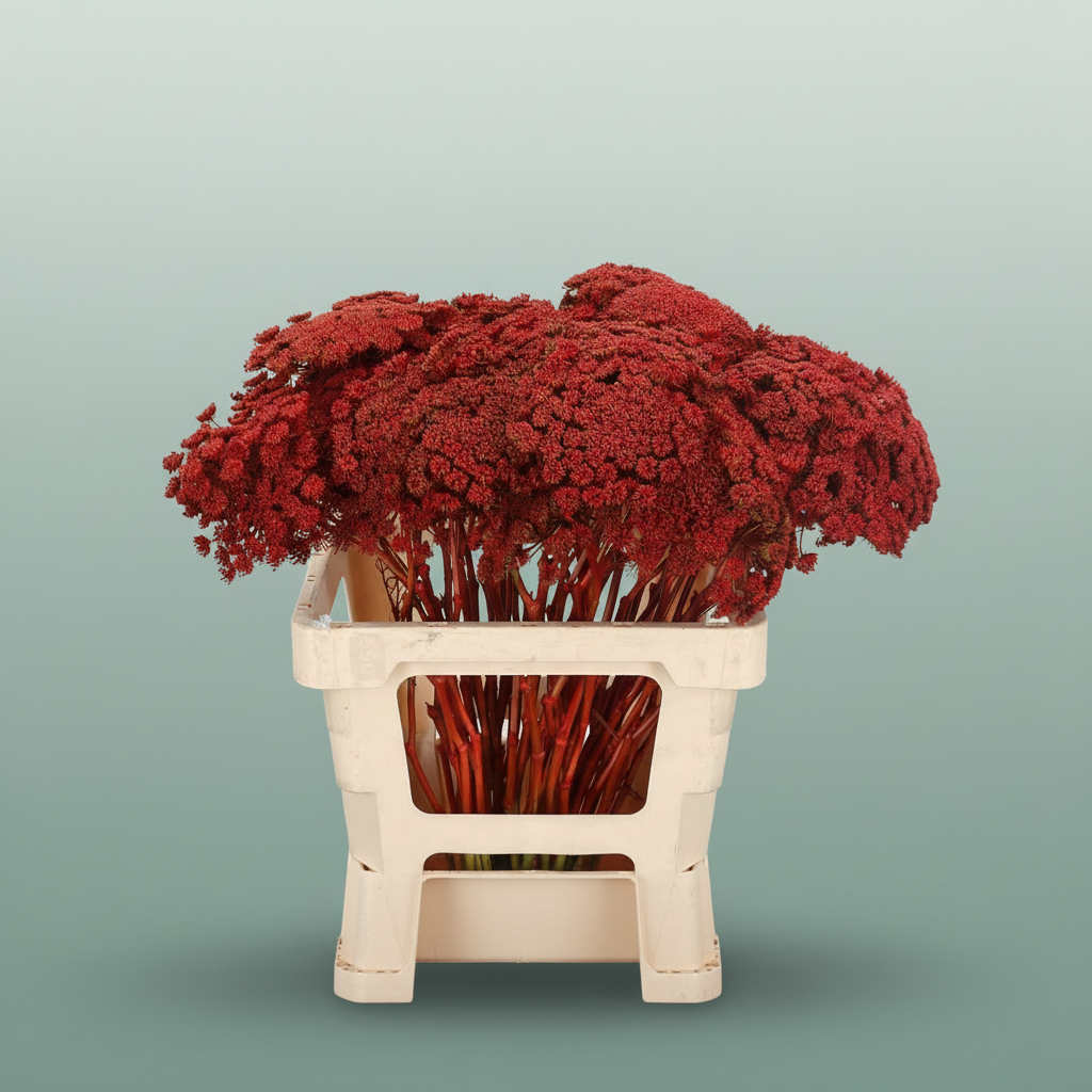 Ammi Dyed Red