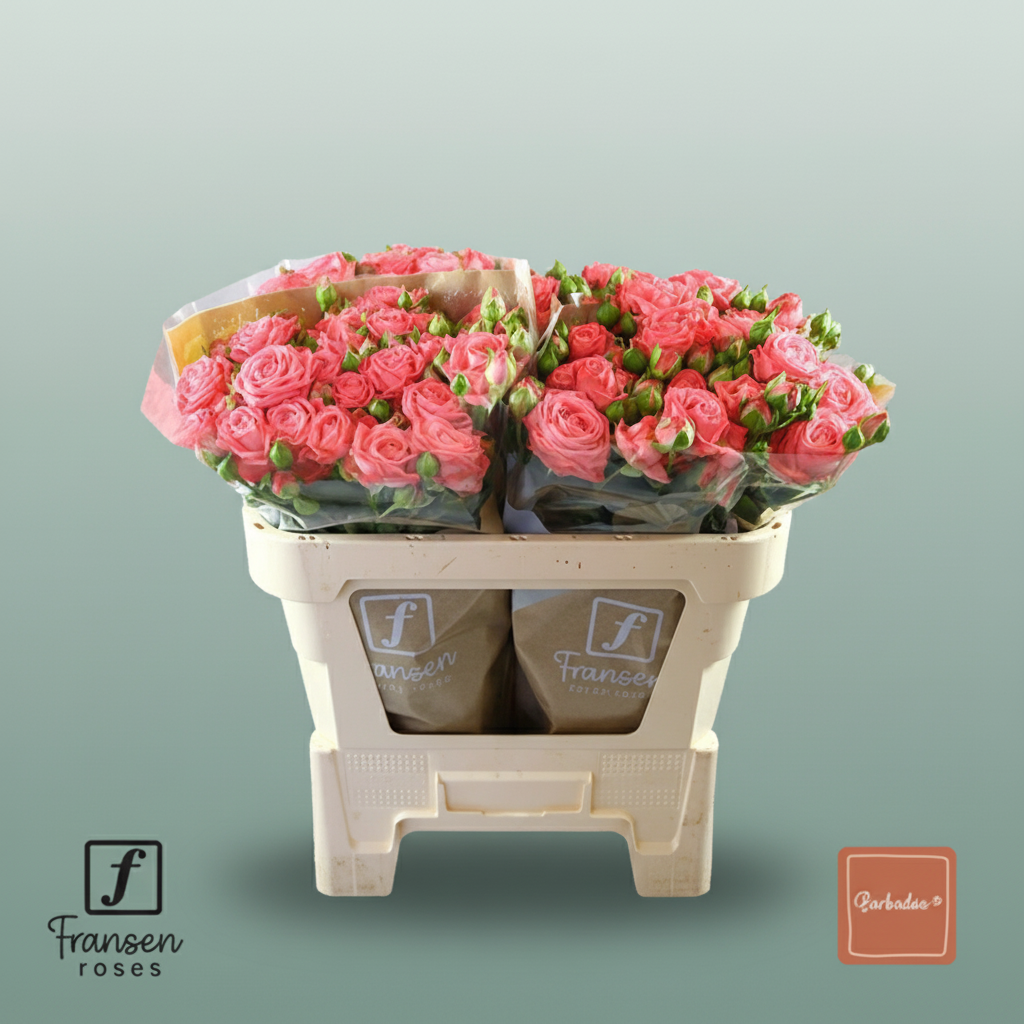 Spray Rose Barbados