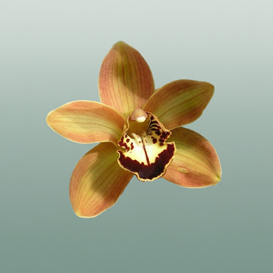 Orchid Cymbidium Charly Brown