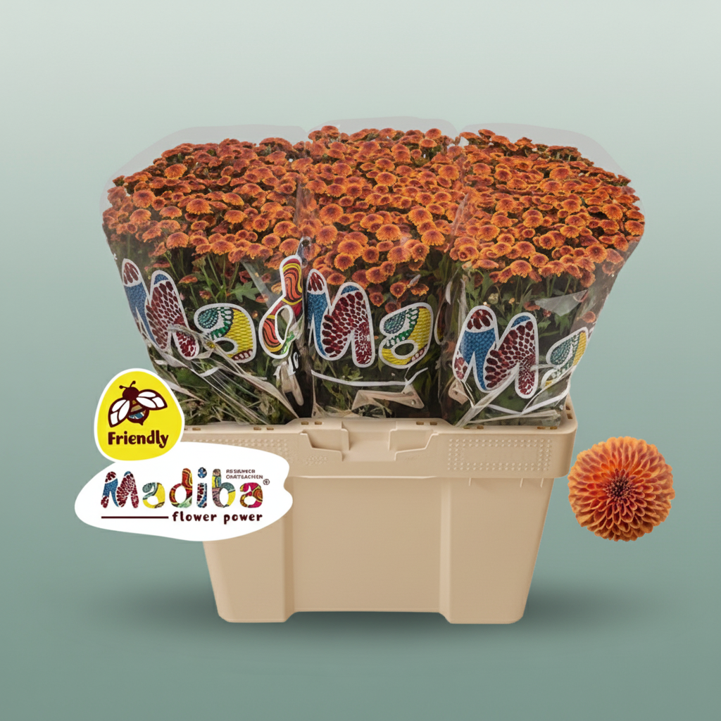 Chrysanthemum Santini Mad Tyolo Orange