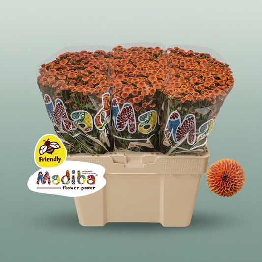 Chrysanthemum Santini Mad Tyolo Orange