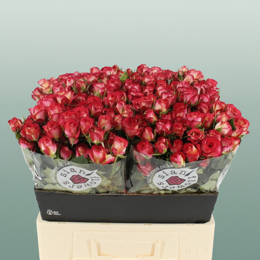 Spray Rose Summerdance