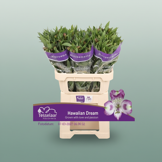 Alstroemeria Purple/White Wholesalers Choice