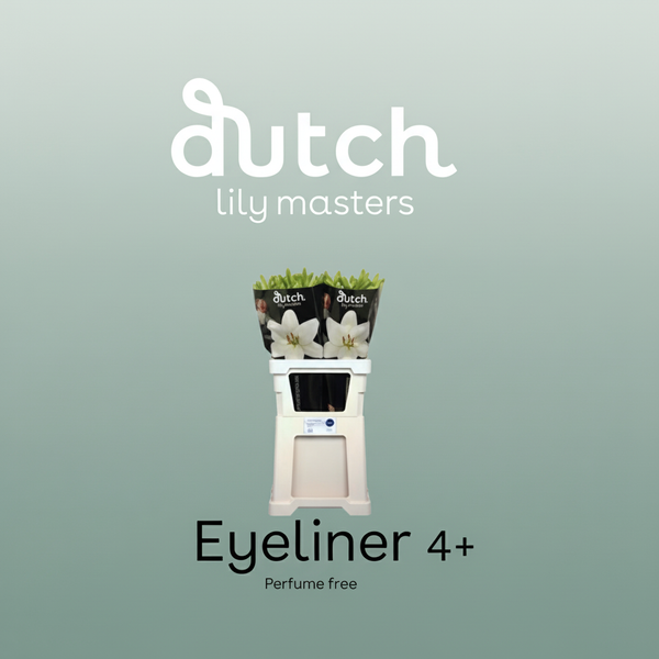 Lily - Lilium - LA Eyeliner