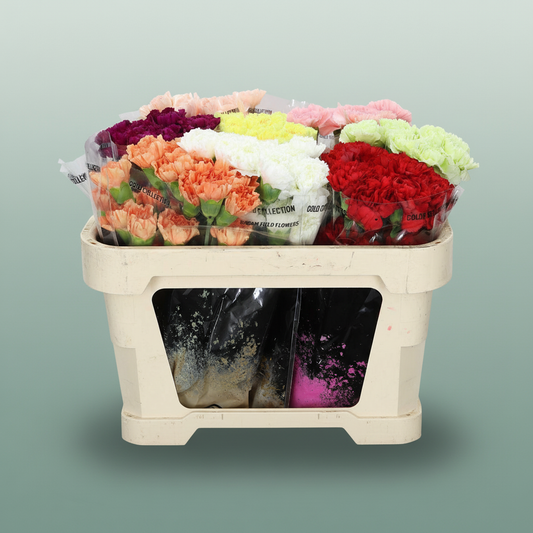 Carnation Standard Mixed Basis