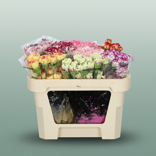 Standard Carnation - Dianthus - Mixed Bicolour