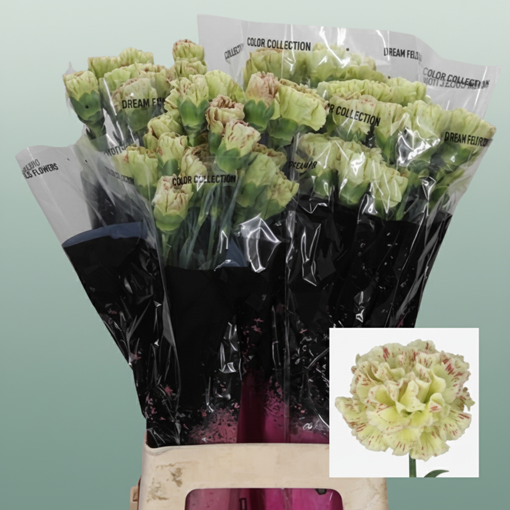 Carnation Standard Cover