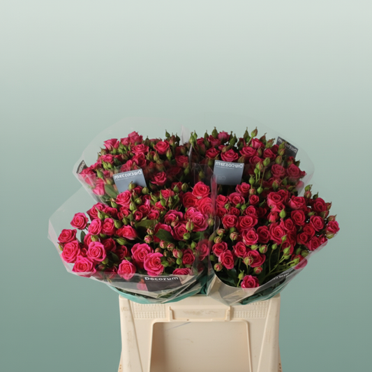 Spray Rose Pink Yo-yo