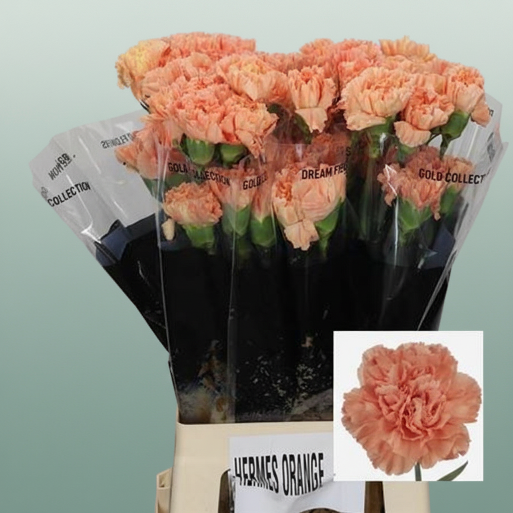 Carnation Standard Oranje Hermes