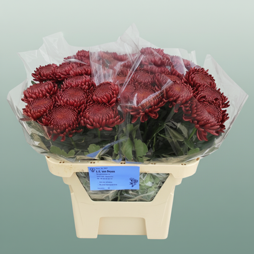 Chrysanthemum G Bigoudi Red