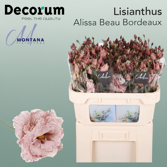 Eustoma Alissa Dyed Bordeaux