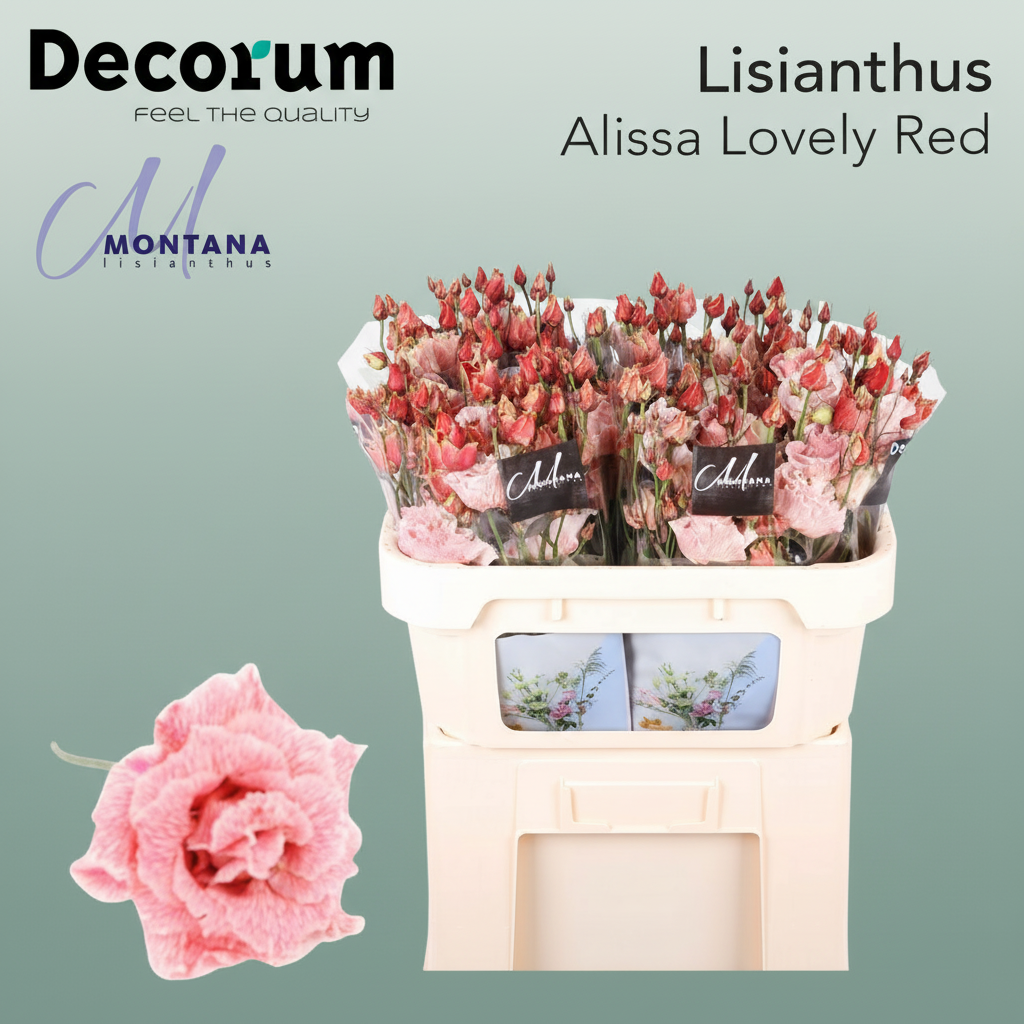 Eustoma Alissa Dyed Lovely Red