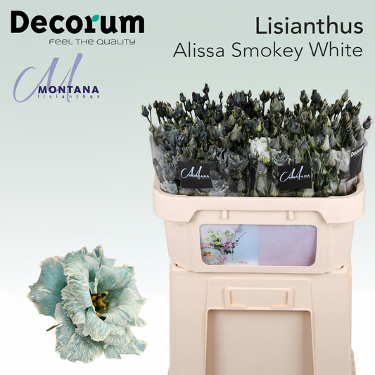 Eustoma Alissa Dyed Smokey White