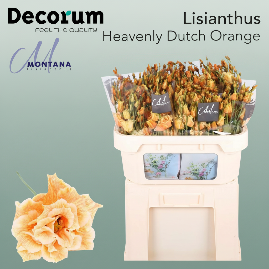 Eustoma Heavenly Dyed Dutch Orange