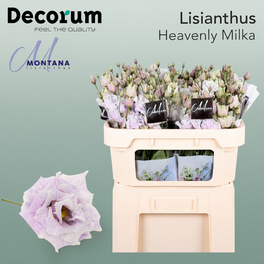 Eustoma Heavenly Dyed Milka