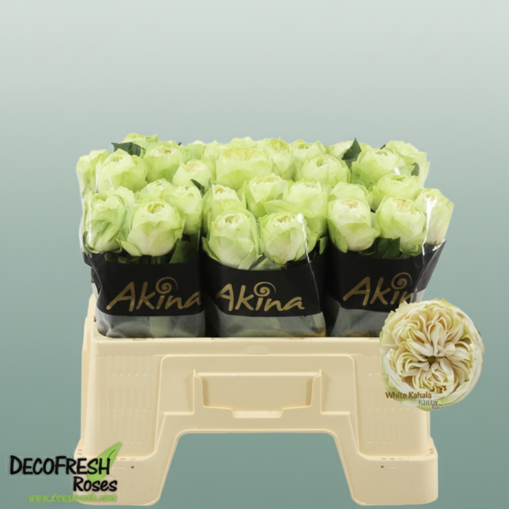 Rose White Kahala