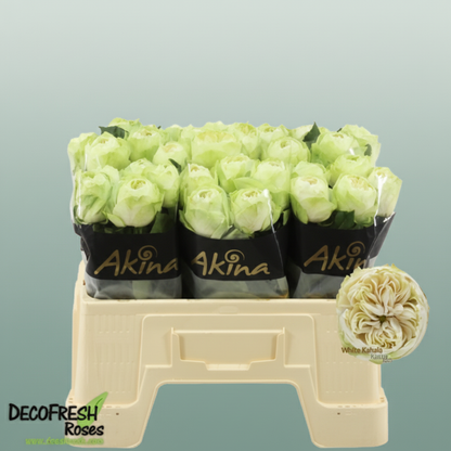 Rose - Rosa - White Kahala