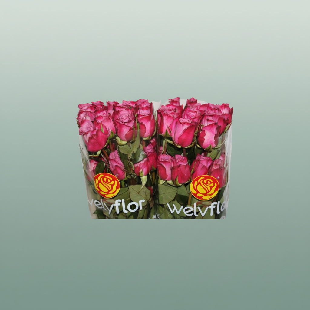 Rose Eq Moody Blues