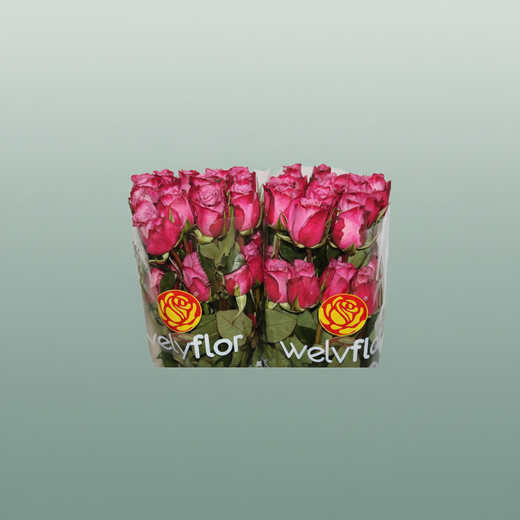 Rose Eq Moody Blues