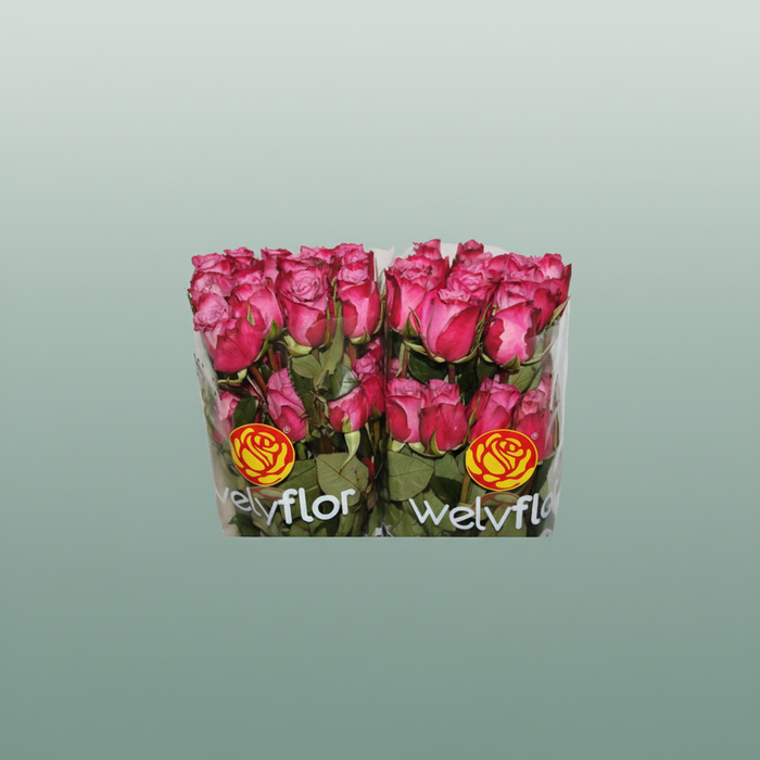 Rose Eq Moody Blues