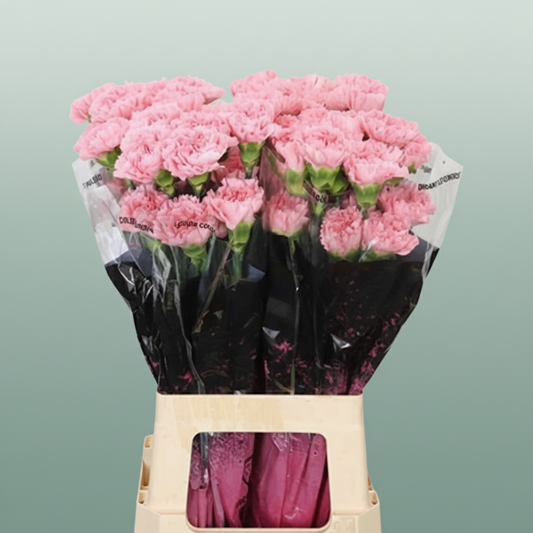 Carnation Standard Betsy