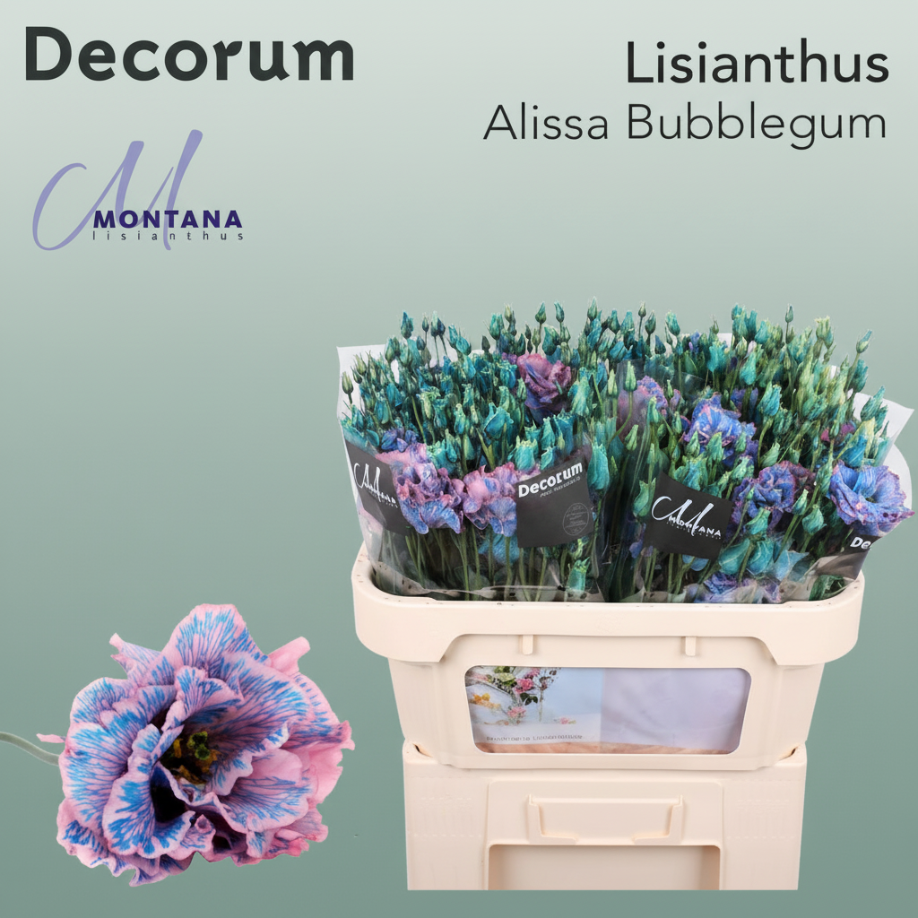 Eustoma Alissa Dyed Bubblegum
