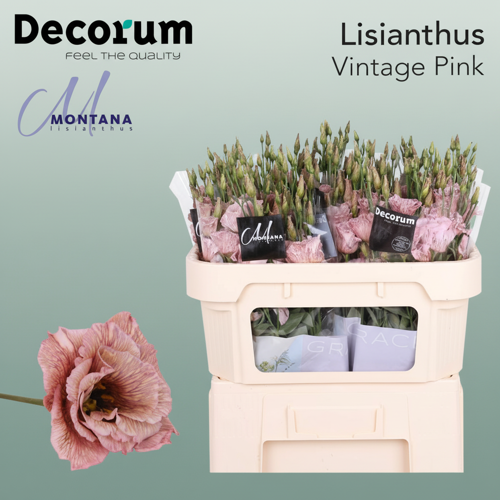 Eustoma Dyed Vintage Pink
