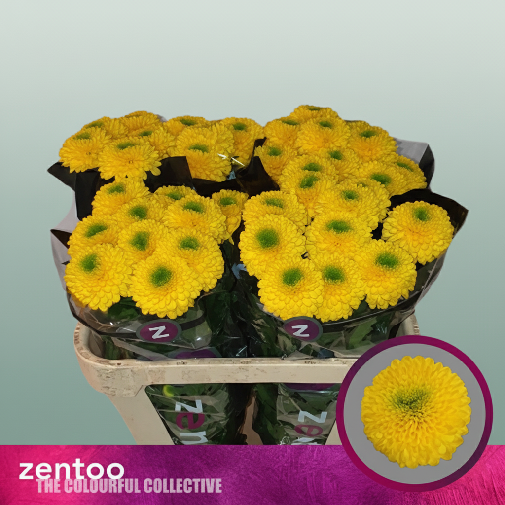 Chrysanthemum G Brasiliana/ Golden P.