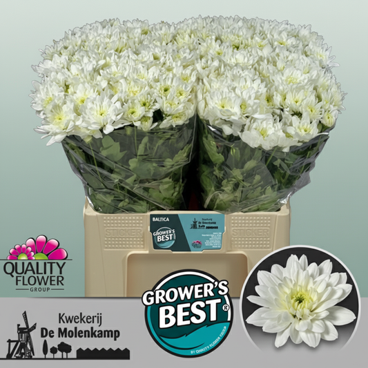 Chrysanthemum Spray Aqua White