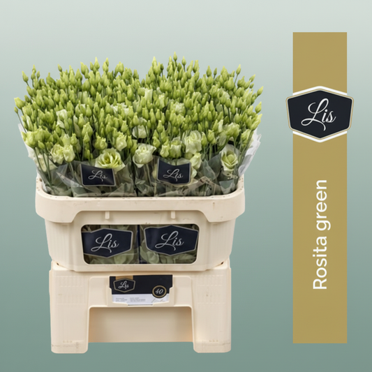 Eustoma Green Wholesalers Choice