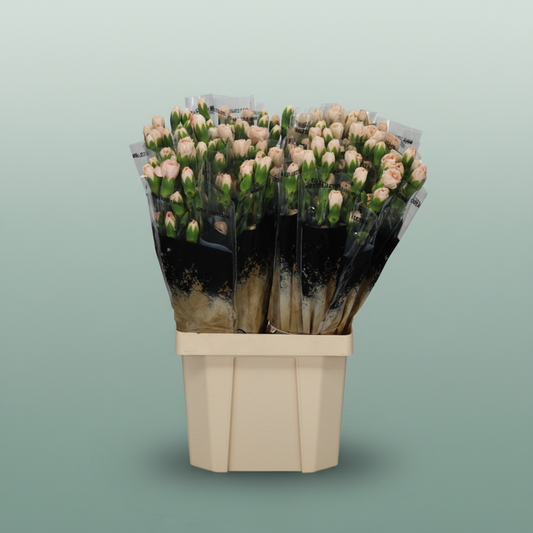 Carnation Spray Hamada