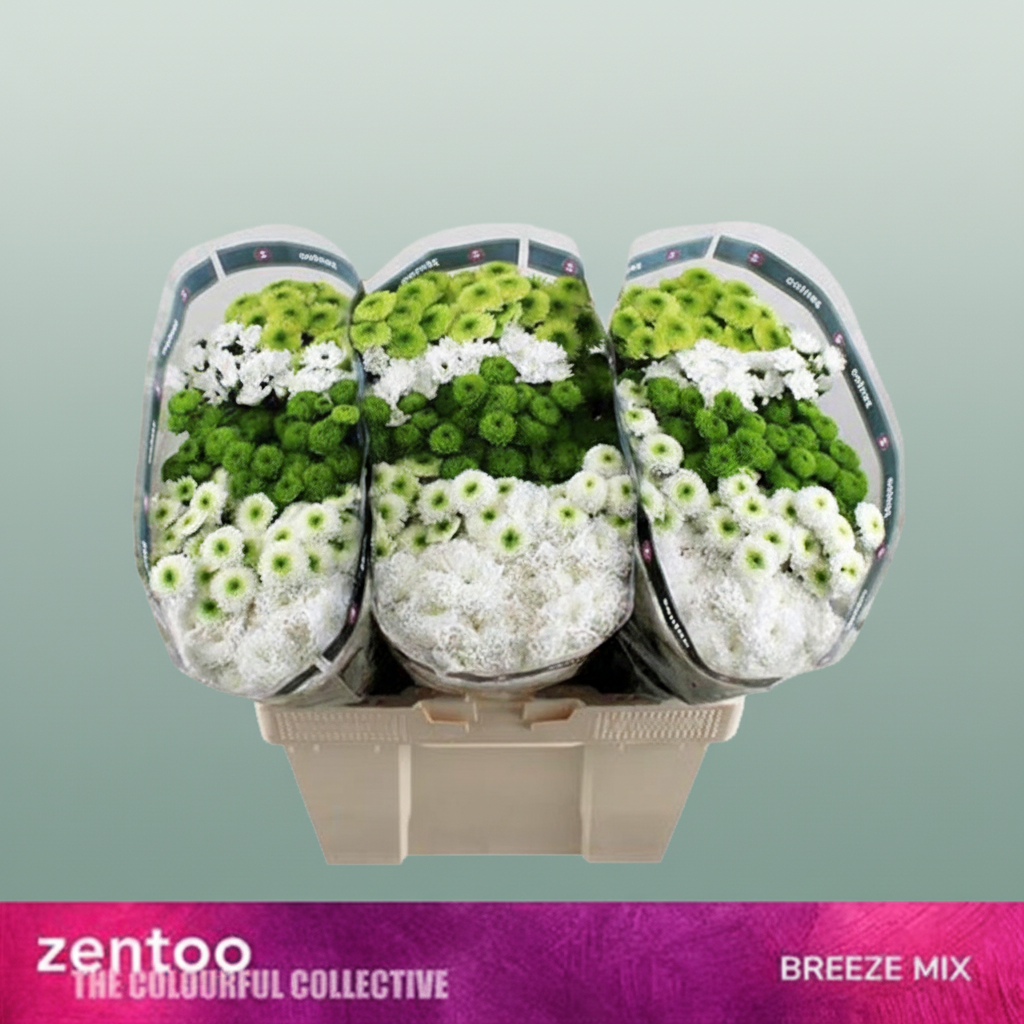 Chrysanthemum Santini Gem Breezemix/ Ice
