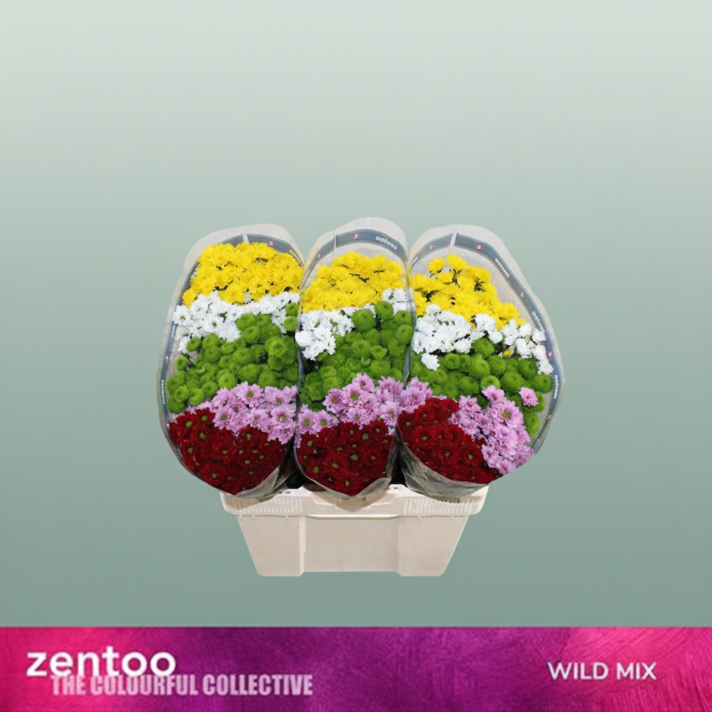 Chrysanthemum Santini Gem Wildmix
