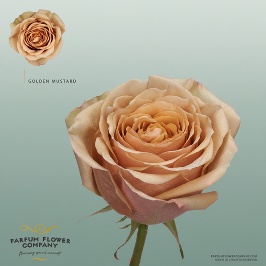 Rose Garden Garden Golden Mustard