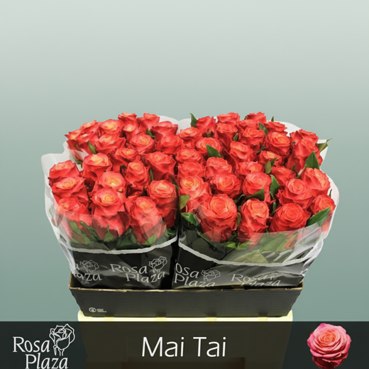 Rose - Rosa - Mai Tai
