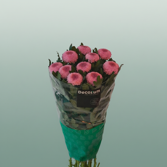 Chrysanthemum G Momoko