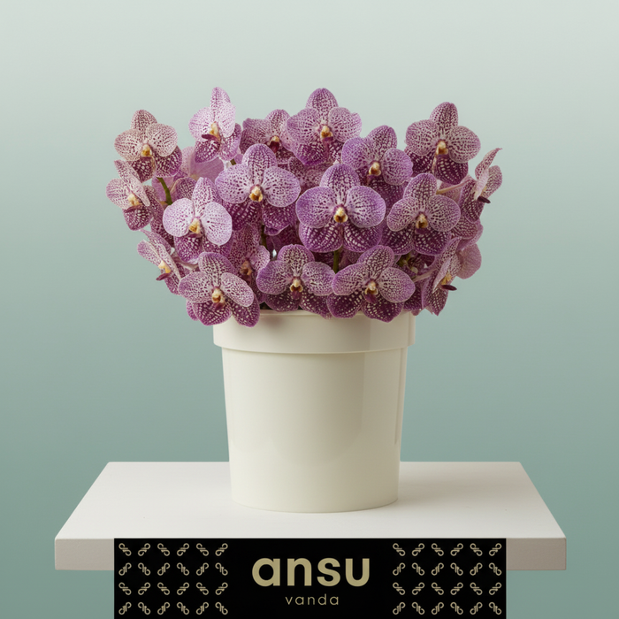 Vanda Orchid Sunanda Ocelot Sangria
