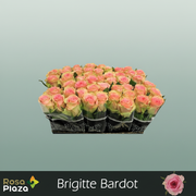 Rose Brigitte Bardot