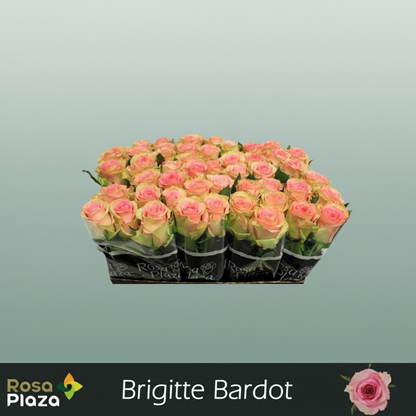 Rose Brigitte Bardot