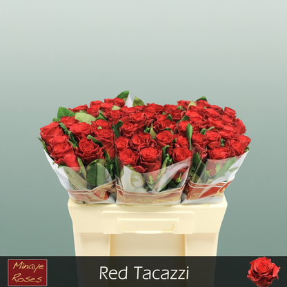 Rose Red Tacazzi+
