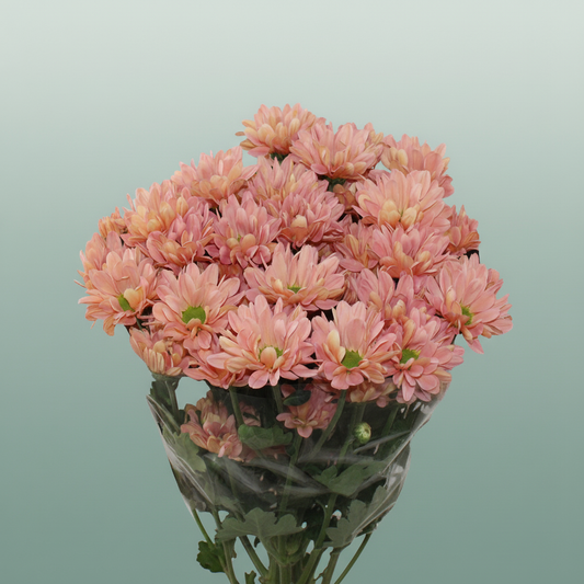 Chrysanthemum Spray Katinka Salmon/ Peach