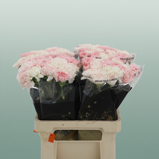 Carnation Standard Mix Marriage